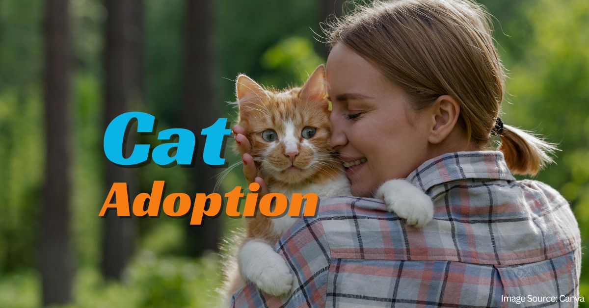 Pet Adoption: How to Adopt a Cat