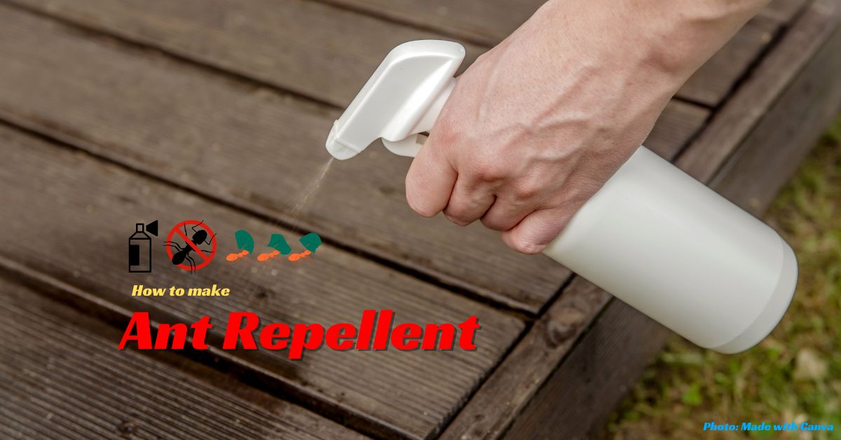 How to Make Ant Repellent at Home