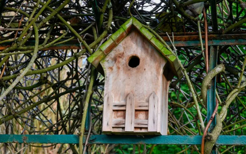 Green Rooftop of a Birdhouse