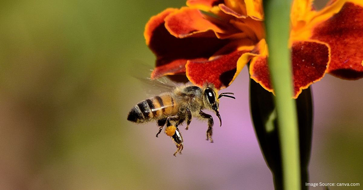 Top 10 Facts about Bees