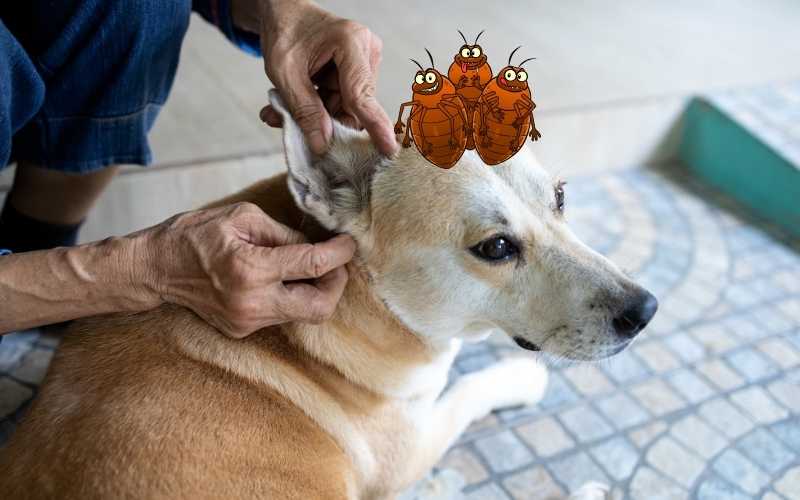 Why Fleas Are a Problem for Dogs