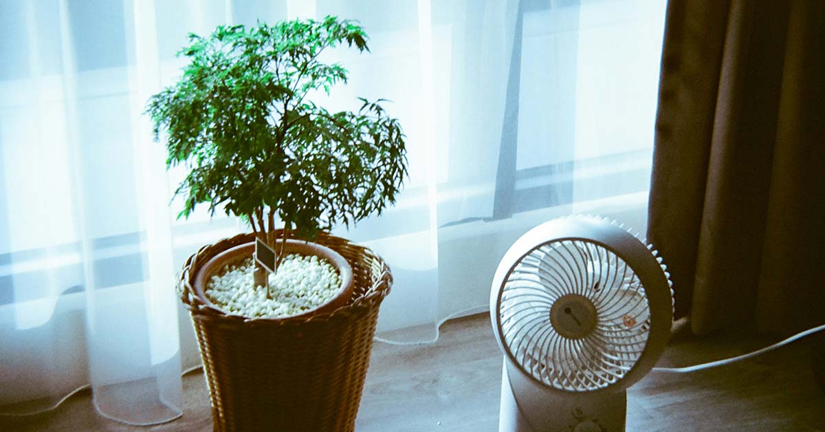 best plant humidifiers