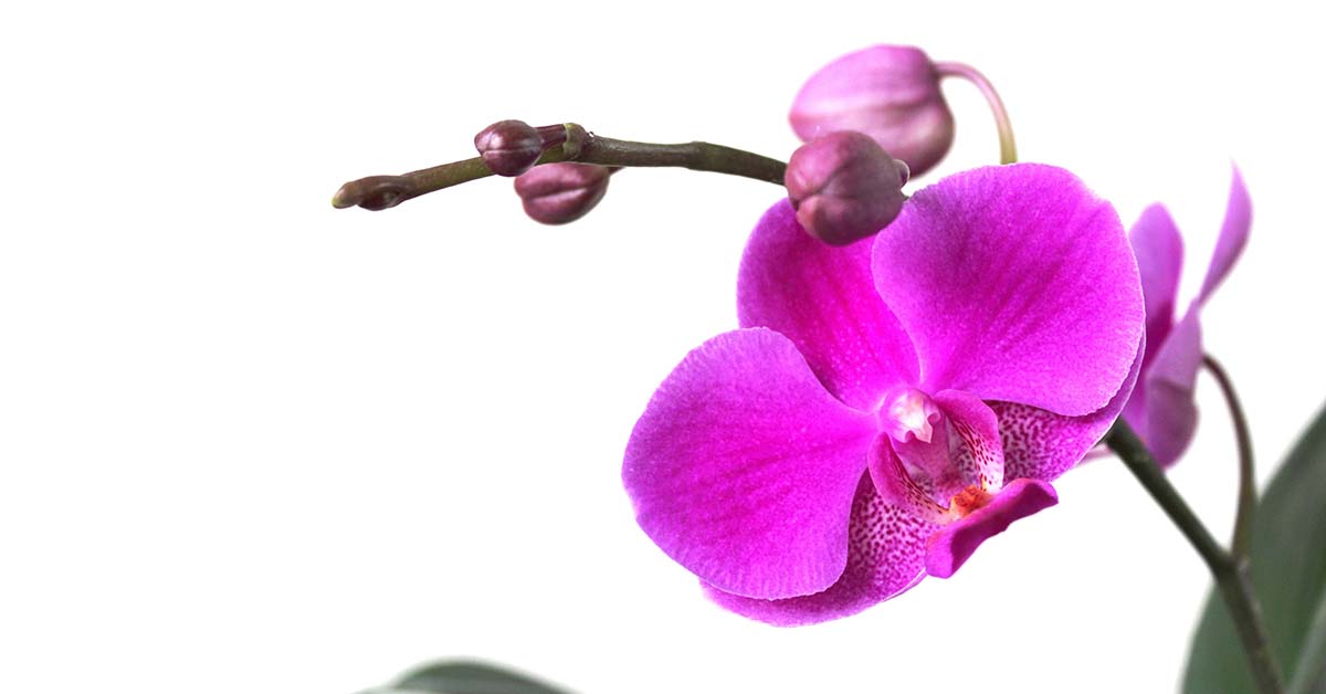 How to Care for Orchids