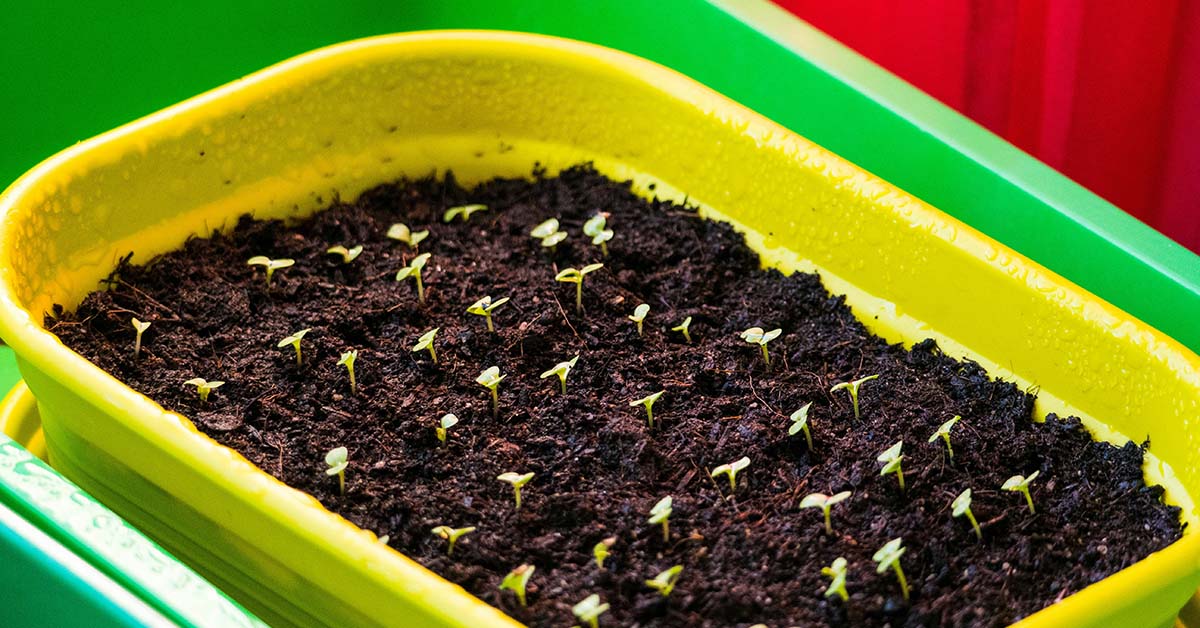 How to Soak Garden Seeds Before Planting